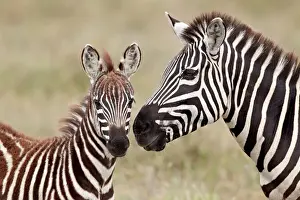 Togetherness Prints: Common zebra or Burchells zebra (Equus burchelli) foal and mare, Serengeti National Park