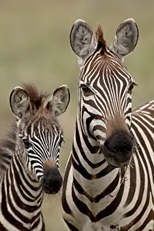 Common zebra or Burchells zebra (Equus burchelli) mother and calf
