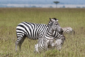 Conflict Prints: Common zebra (Equus quagga) fighting
