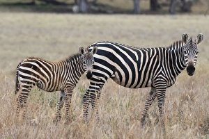 Wild Animals Prints: A common zebra ( Equus quagga) with its foal, looking at the camera, Tsavo, Kenya
