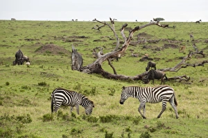 Common zebra (Equus quagga), Masai Mara, Kenya, East Africa, Africa