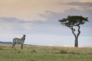Common zebra (Equus quagga), Mas ai Mara National Res erve, Kenya, Eas t Africa, Africa
