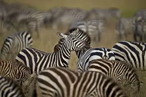 Stripe Prints: Common zebra (plains zebra) (Burchells zebr) (Equus burchelli) herd