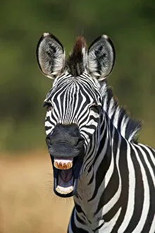 Humor Collection: Common zebra (plains zebra) (Burchells zebra) (Equus burchelli) yawning, Ruaha National Park