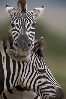 Common Zebra (Plains Zebra) (Burchells Zebra) (Equus burchelli), Addo Elephant National Park
