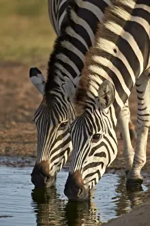 Two common zebra (plains zebra) (Burchells zebra) (Equus burchelli) drinking, Addo Elephant National Park, South Africa, Africa