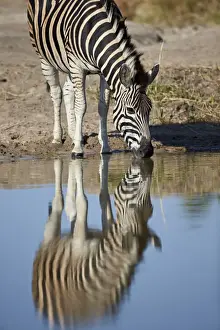 Common zebra (Plains zebra) (Burchells zebra) (Equus burchelli) drinking with reflection