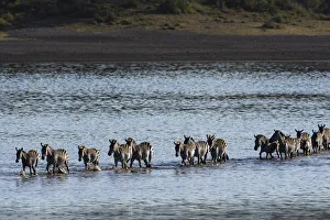 Serengeti Prints: Common zebras (Equus quagga) crossing Lake Ndutu, Serengeti, UNESCO World Heritage Site