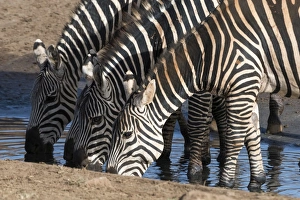 Tsavo Prints: Common zebras (Equus quagga) drinking at a waterhole, Tsavo, Kenya, East Africa, Africa