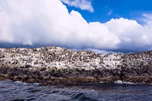 Cormorant Prints: Comorants on an Island in the Beagle Channel