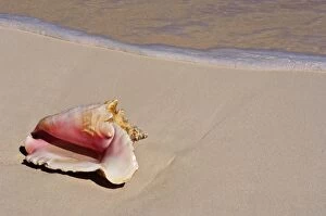 Conch shell on beach, Cat Island, The Bahamas, West Indies, Central America
