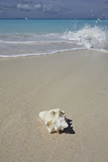 One Object Prints: A conch shell on the shore in Grace Bay, Providenciales, Turks and Caicos in the Caribbean