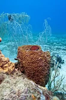Coney (Cephalopholis fulva), in a barrel sponge, St. Lucia, West Indies, Caribbean, Central America