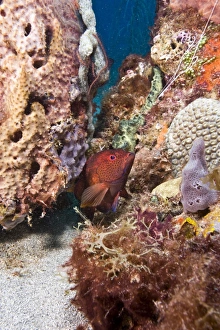 Coney (Cephalopholis fulva), St. Lucia, West Indies, Caribbean, Central America Coney (Cephalopholis fulva), St. Lucia, West Indies, Caribbean, Central America
