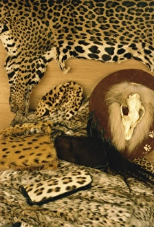 Small Group Of Objects Prints: Confiscated CITES listed derivative products, including jaguar skin, leopard hat