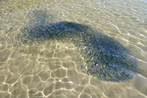 Fishes Prints: Confused shoal of young sardines (Sardina pilchardus) swimming in a shallow bay viewed from above water