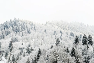 Conifer Prints: Conifer trees in the Austrian Alps dusted with snow, Austria, Europe