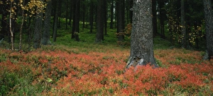 Conifer Prints: Coniferous woods