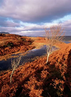 Fall Prints: Coniston Water from Long Moss, Torver Back Common, Lake District National Park