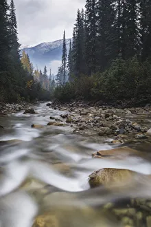 Glacier National Park Gallery: Connaught Creek winding through a dark misty forest, Glacier National Park of Canada