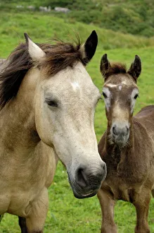 Togetherness Prints: Connemara Ponies