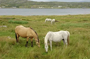 Horse Prints: Connemara Ponies