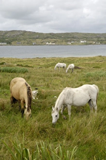 Connemara Ponies