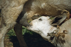 Baby Animals Prints: Contented kid breast feeding from its mother, Ethiopia, Africa