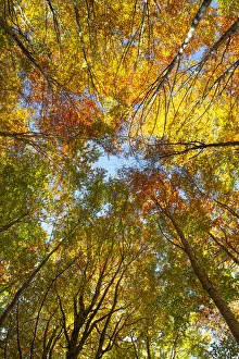 Converging trees photographed from below looking up to the sky with foliage in autumn colors, Emilia Romagna, Italy Converging trees photographed from below looking up to the sky with foliage in autumn colors, Emilia Romagna, Italy