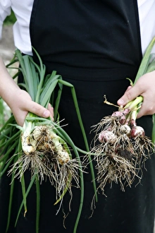 Onion Prints: Cook with freshly picked onions and spring onions, Jutland, Denmark, Scandinavia, Europe