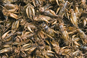 Directly Above Prints: Cooked crickets for sale in market, Cambodia, Indochina, Southeast Asia, Asia