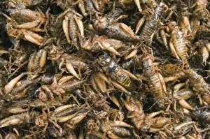 Images Dated 13th January 2008: Cooked crickets for sale in market, Cambodia, Indochina, Southeast Asia, Asia