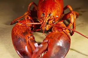 Crustacean Prints: A cooked, locally landed lobster boiled and served ready to eat in a lobster dinner