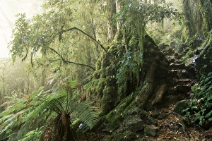 Undergrowth Prints: Cool temperate rainforest, New South Wales, Australia, Pacific
