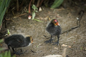 Bald Prints: Coot (Fulica) young chicks, Gloucestershire, England, United Kingdom, Europe