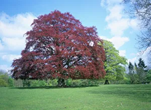 Spring Prints: Copper beech tree, Croft Castle, Herefordshire, England, United Kingdom, Europe