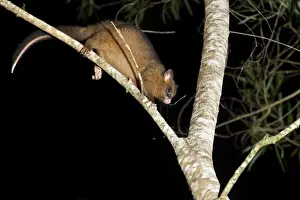 Marsupial Prints: Coppery brushtail possum (Trichosurus vulpecula johnstonii)