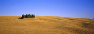 Cypress Tree Prints: Copse of Cypress trees
