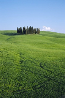 Copse Prints: Copse of Cypress trees in a field in Spring