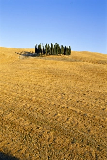 Copse of Cypress trees in a harvested field in Summer