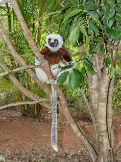 Feeding Prints: Coquerels sifaka climbs and rests in tree at Lemur Park in Antanavarino, Madagascar