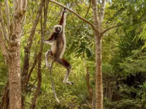 Hanging Prints: Coquerels sifaka hanging in a tree at Lemur Park in Madagascar during daytime