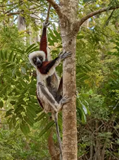 Hanging Prints: Coquerels sifaka hanging in a tree at Lemur Park in Madagascar showcasing its natural behaviors and surroundings