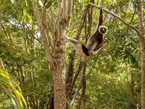 Hanging Prints: Coquerels sifaka hangs from a tree in a park in Madagascar