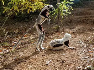 Endangered Prints: Coquerels sifaka interact on the ground in their habitat at Lemur Park in Madagascar