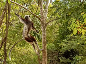 Endangered Prints: Coquerels sifaka leaps from branch to branch in a tree at Lemur Park in Madagascar