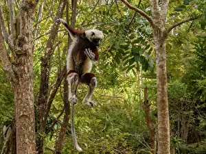 Strength Prints: Coquerels sifaka leaps between trees at Lemur Park in Antanavarino