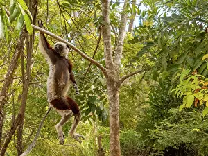Rare Prints: Coquerels sifaka leaps between trees in Lemur Park in Madagascar