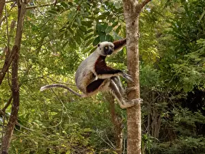 Endangered Prints: Coquerels sifaka moves gracefully through trees in Madagascar at Lemur Park while exploring its environment