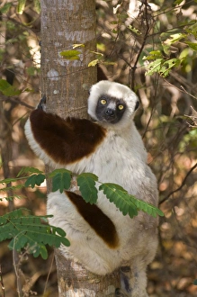 Images Dated 1st September 2008: Coquerels Sifaka (Propithecus coquereli), Ankarafantsika National Park